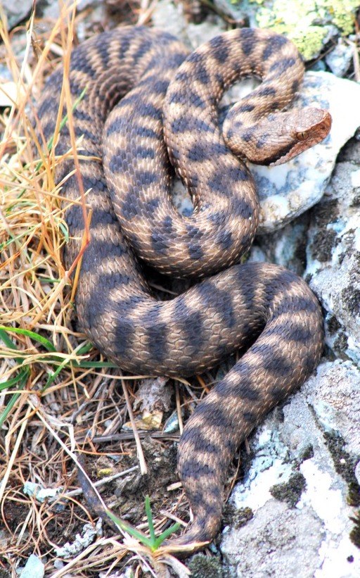Vipera aspis atra piemontese